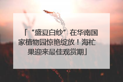 “盛夏白纱”在华南国家植物园惊艳绽放！海杧果迎来最佳观赏期