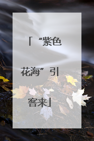 “紫色花海”引客来