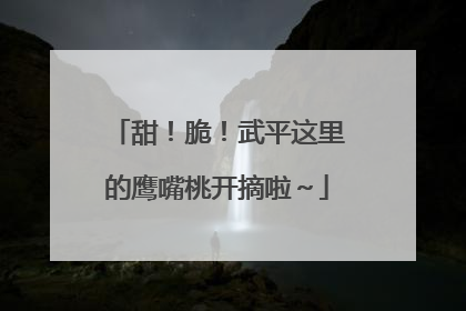 甜！脆！武平这里的鹰嘴桃开摘啦～
