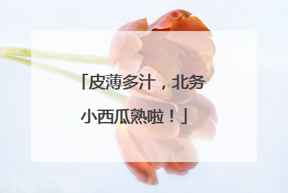 皮薄多汁，北务小西瓜熟啦！