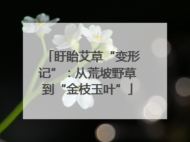 盱眙艾草“变形记”：从荒坡野草到“金枝玉叶”