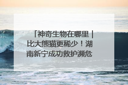 神奇生物在哪里｜比大熊猫更稀少！湖南新宁成功救护濒危鸟类海南鳽