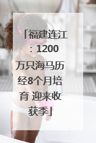 福建连江：1200万只海马历经8个月培育 迎来收获季