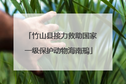 竹山县接力救助国家一级保护动物海南鳽