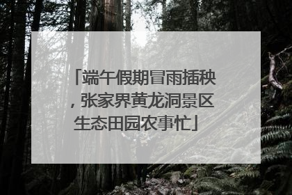 端午假期冒雨插秧，张家界黄龙洞景区生态田园农事忙