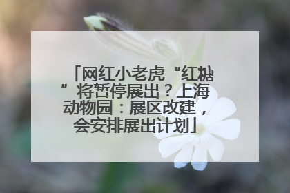 网红小老虎“红糖”将暂停展出？上海动物园：展区改建，会安排展出计划
