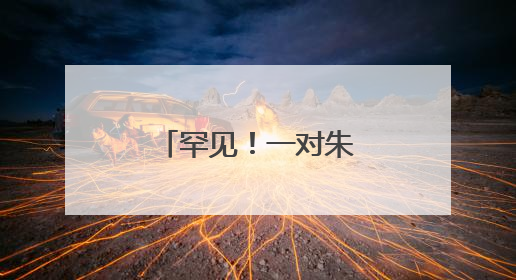 罕见！一对朱鹮“夫妇”养育“四胞胎”