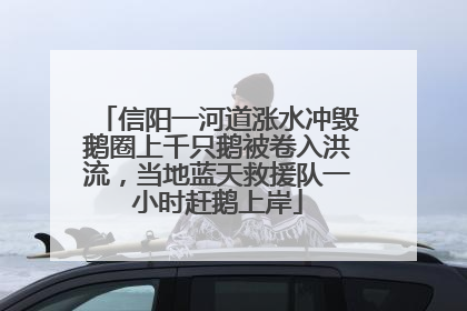 信阳一河道涨水冲毁鹅圈上千只鹅被卷入洪流，当地蓝天救援队一小时赶鹅上岸