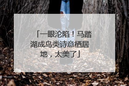 一眼沦陷！马踏湖成鸟类诗意栖居地，太美了