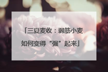 三夏麦收：弱筋小麦如何变得“强”起来