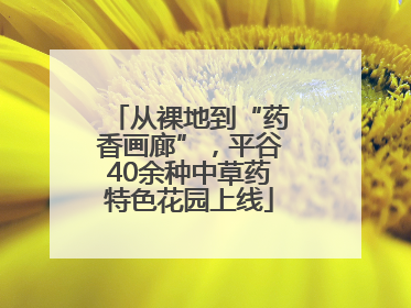 从裸地到“药香画廊”，平谷40余种中草药特色花园上线