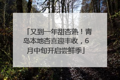 又到一年甜杏熟！青岛本地杏喜迎丰收，6月中旬开启尝鲜季