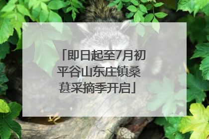 即日起至7月初 平谷山东庄镇桑葚采摘季开启