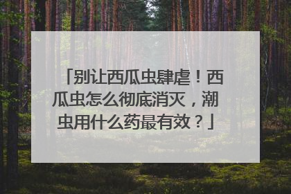 别让西瓜虫肆虐！西瓜虫怎么彻底消灭，潮虫用什么药最有效？