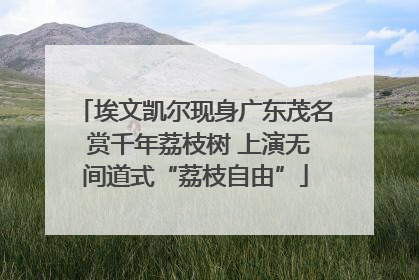 埃文凯尔现身广东茂名 赏千年荔枝树 上演无间道式“荔枝自由”