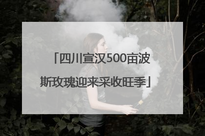 四川宣汉500亩波斯玫瑰迎来采收旺季