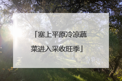 塞上平原冷凉蔬菜进入采收旺季