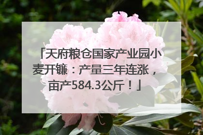 天府粮仓国家产业园小麦开镰：产量三年连涨，亩产584.3公斤！