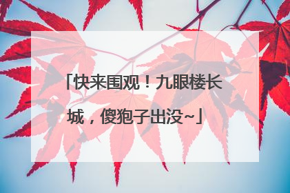 快来围观！九眼楼长城，傻狍子出没~