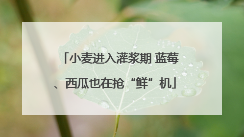 小麦进入灌浆期 蓝莓、西瓜也在抢“鲜”机