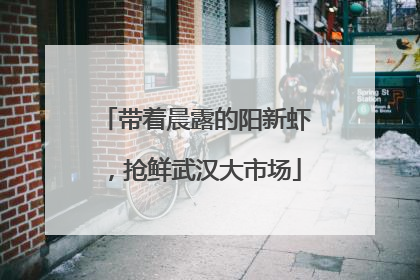 带着晨露的阳新虾，抢鲜武汉大市场