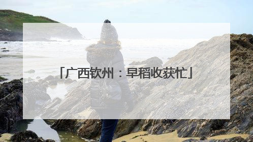 广西钦州：早稻收获忙