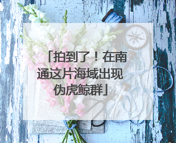 拍到了！在南通这片海域出现伪虎鲸群