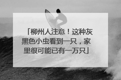 柳州人注意！这种灰黑色小虫看到一只，家里很可能已有一万只