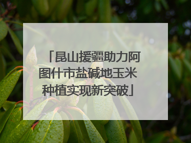 昆山援疆助力阿图什市盐碱地玉米种植实现新突破