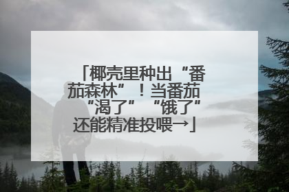 椰壳里种出“番茄森林”！当番茄“渴了”“饿了”还能精准投喂→