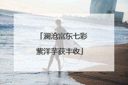澜沧富东七彩紫洋芋获丰收