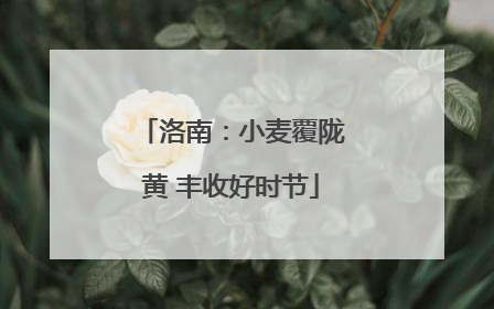 洛南：小麦覆陇黄 丰收好时节