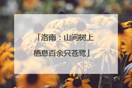 洛南：山间树上栖息百余只苍鹭