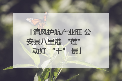 清风护航产业旺 公安县八里港 “莲” 动好 “丰” 景