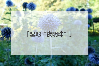 湿地“夜明珠”
