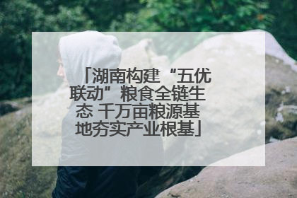湖南构建“五优联动”粮食全链生态 千万亩粮源基地夯实产业根基
