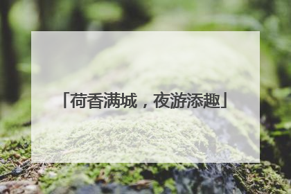 荷香满城，夜游添趣
