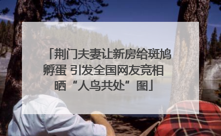荆门夫妻让新房给斑鸠孵蛋 引发全国网友竞相晒“人鸟共处”图