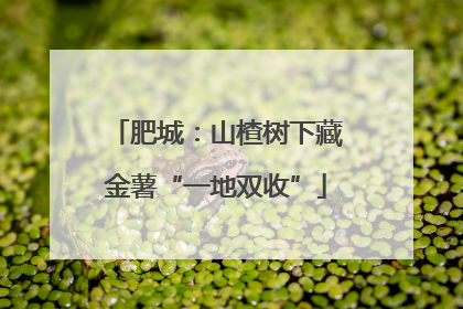 肥城：山楂树下藏金薯“一地双收”
