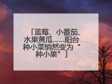 蓝莓、小番茄、水果黄瓜……阳台种小菜悄然变为“种小果”