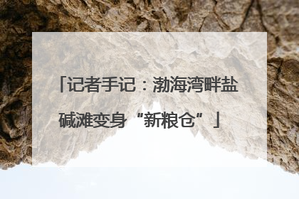 记者手记：渤海湾畔盐碱滩变身“新粮仓”