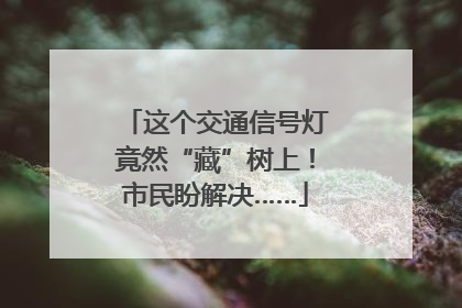 这个交通信号灯竟然“藏”树上！市民盼解决……