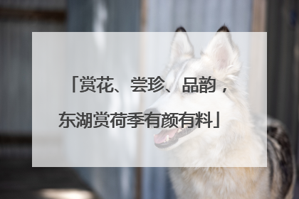 赏花、尝珍、品韵，东湖赏荷季有颜有料