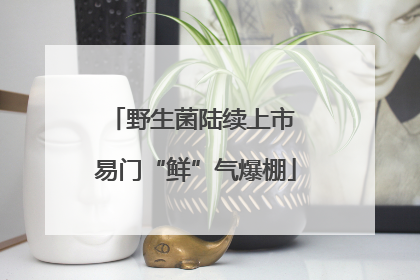 野生菌陆续上市 易门“鲜”气爆棚