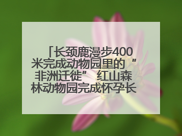 长颈鹿漫步400米完成动物园里的“非洲迁徙” 红山森林动物园完成怀孕长颈鹿步行转运
