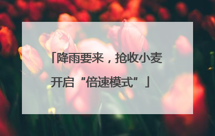 降雨要来，抢收小麦开启“倍速模式”