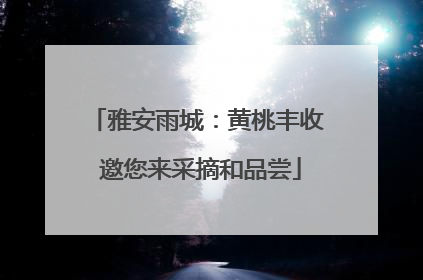 雅安雨城：黄桃丰收 邀您来采摘和品尝