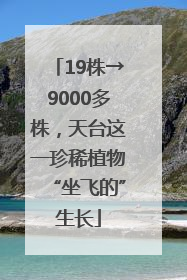 19株→9000多株，天台这一珍稀植物“坐飞的”生长