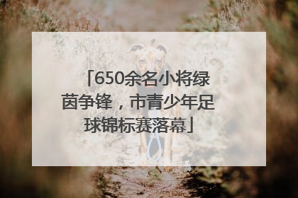 650余名小将绿茵争锋，市青少年足球锦标赛落幕